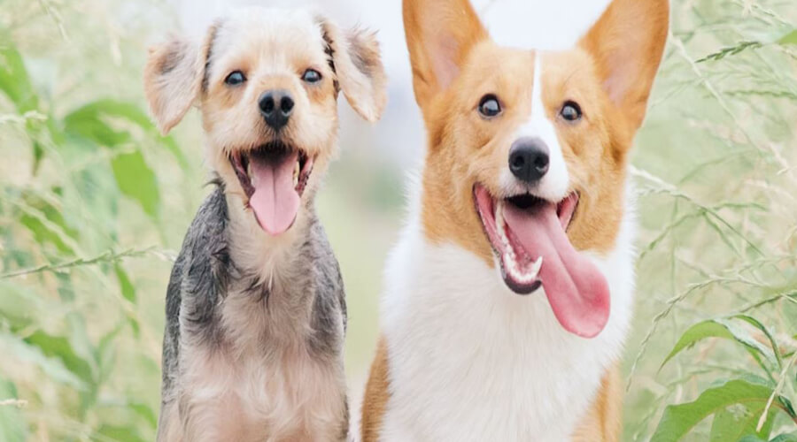 The Ultimate Guide to Dog Breeds: Discover Traits, Temperaments, and Care Tips